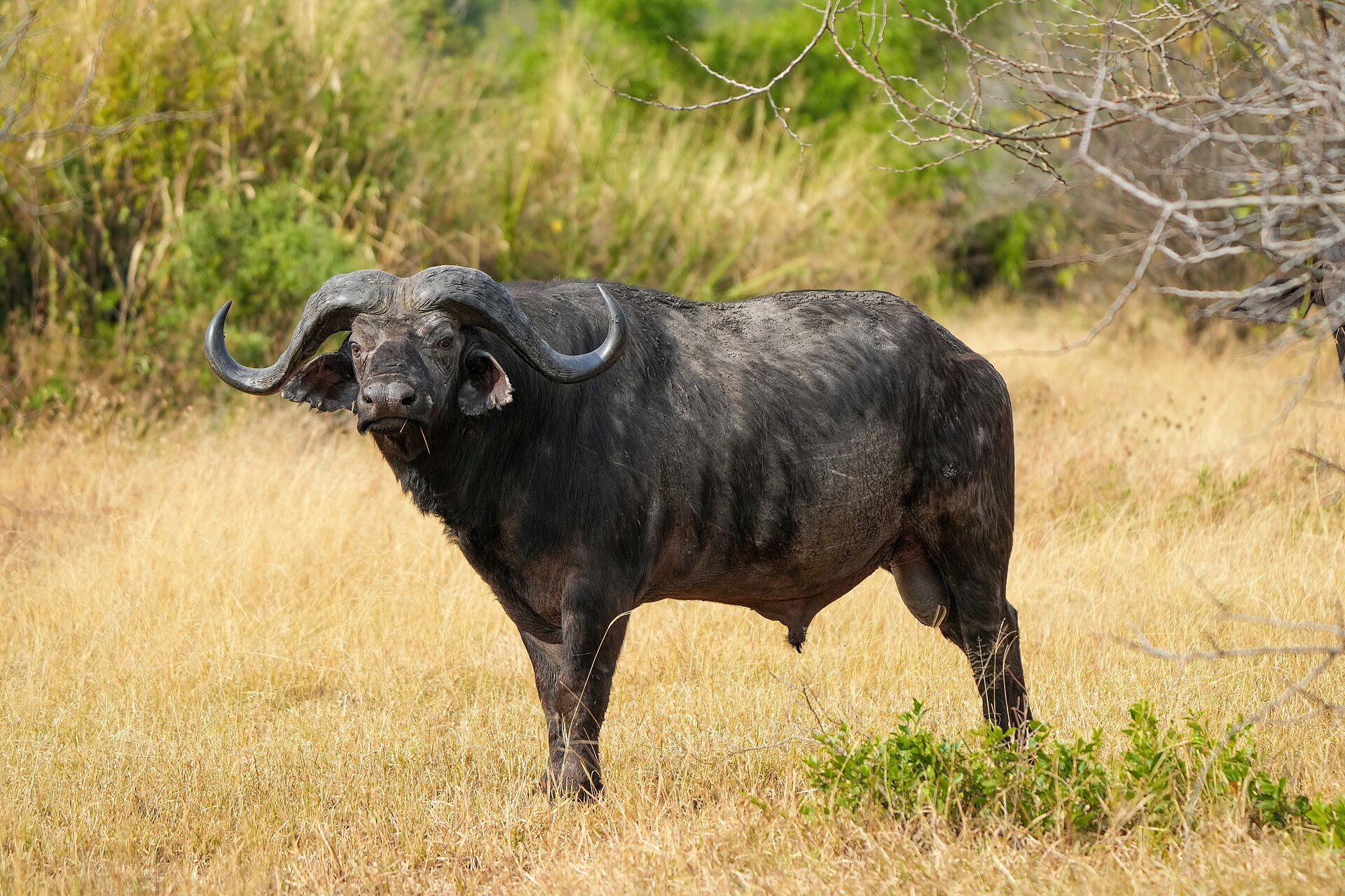 Big Five Safari