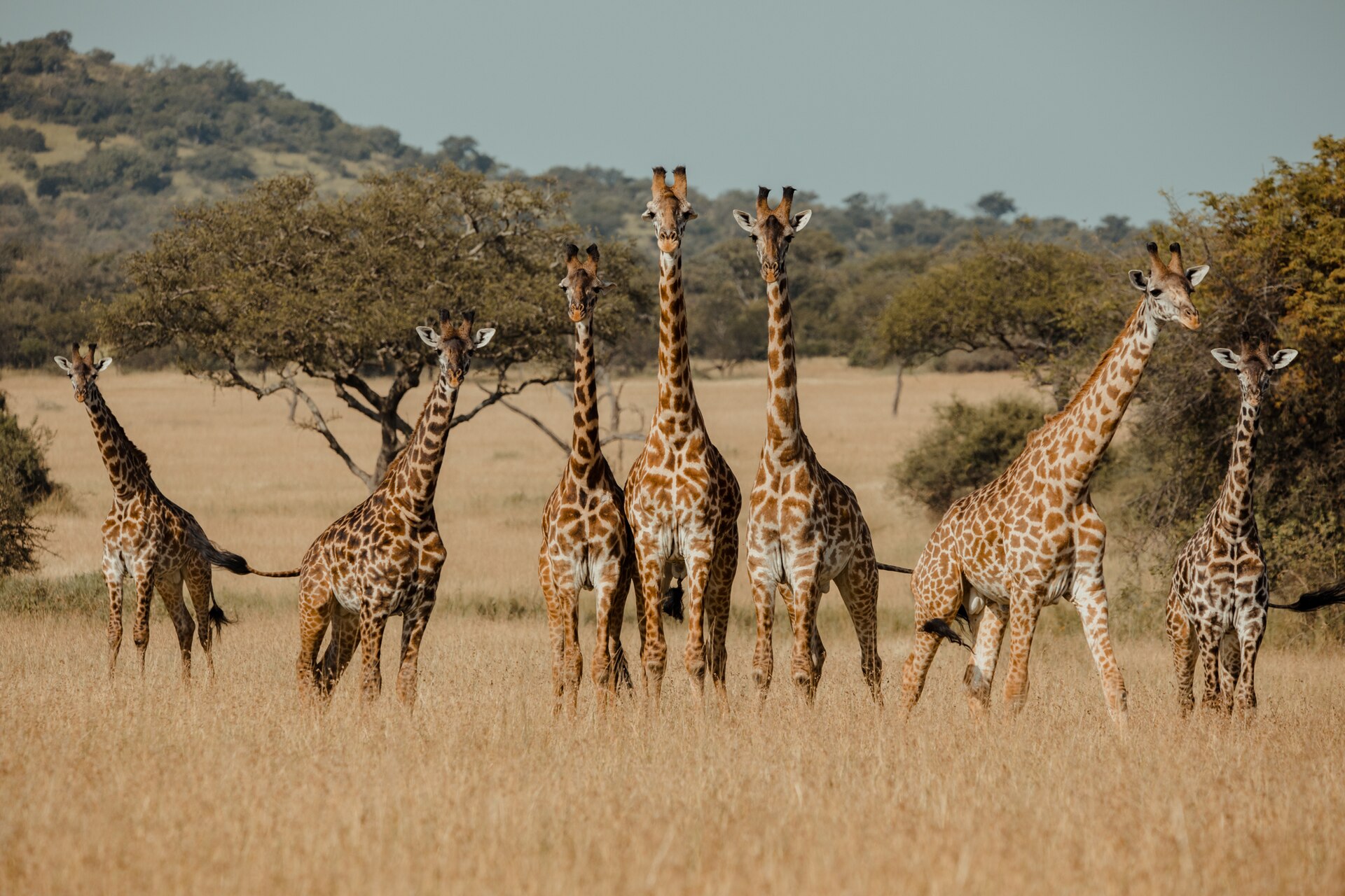 Tanzania Family Safari
