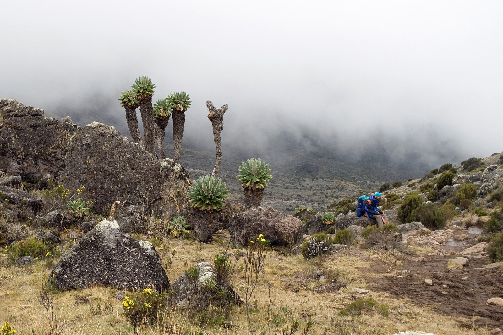 Mount Kilimanjaro — Machame Route