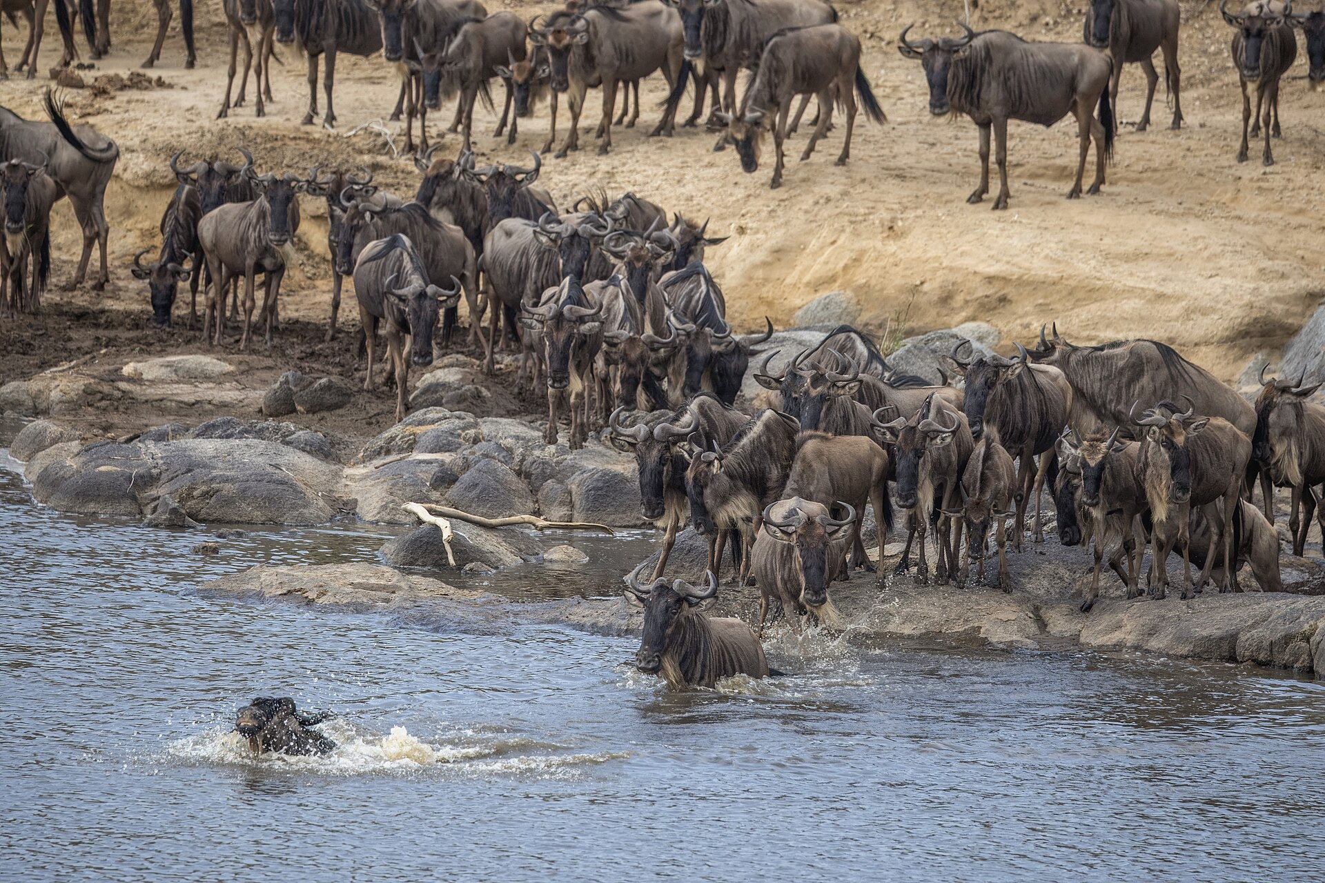 Great Migration Express