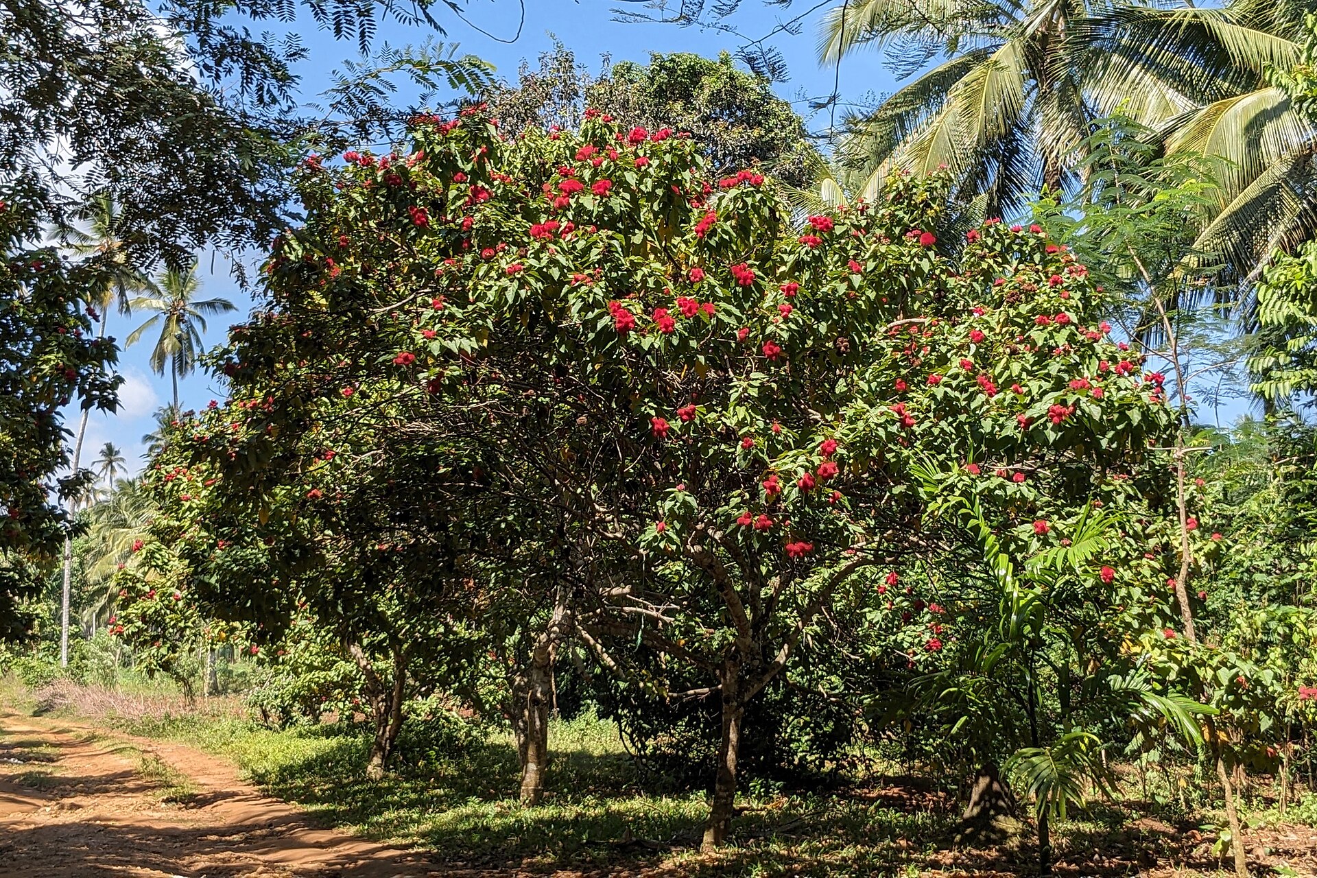 6 Days Zanzibar Island Escape